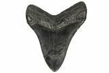 Fossil Megalodon Tooth - South Carolina #145538-2